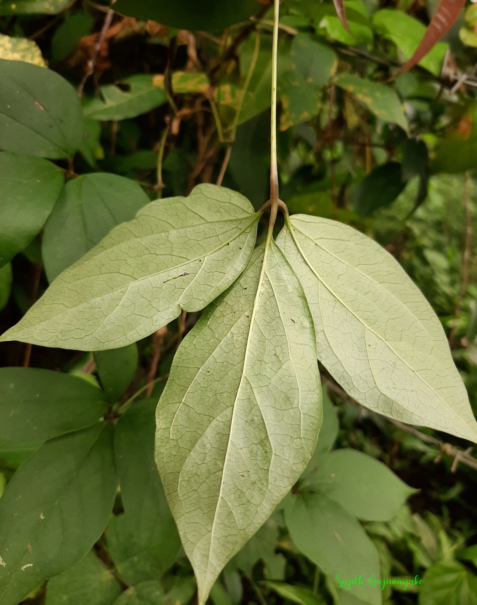 Dioscorea pentaphylla L.